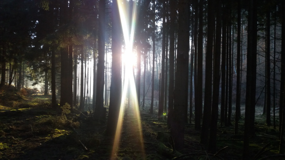 Im Anderwald 1 - Foto von Anja Höster